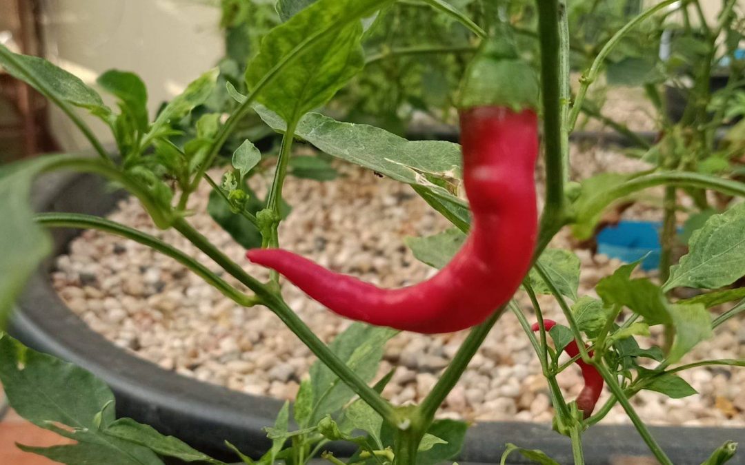 Cambodia Village Aquaponics Project Completed